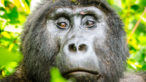 Mountain Gorillas - GettingStamped