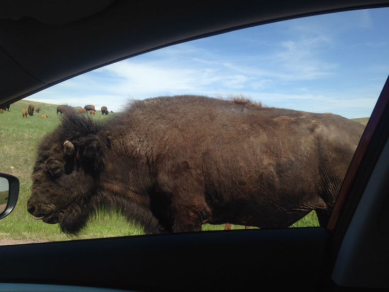 south dakota, custer state park, animals