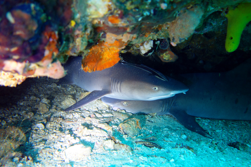 White tip reef sharks close up at Malapascua scuba diving in he Philippines