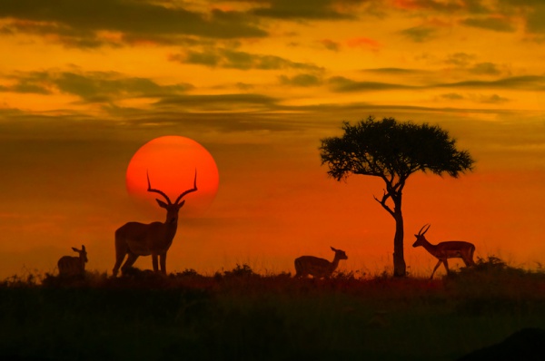 african safari.jpg