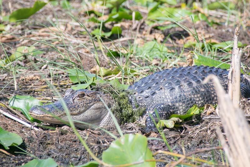 Gators - Things to do in Kissimmee other than the theme parks - GettingStamped