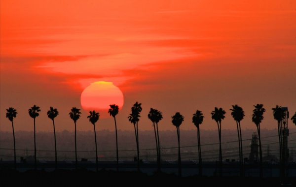 palm trees, california, san bernardino