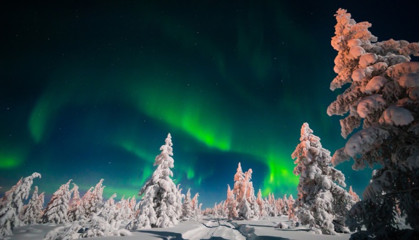 Winter night landscape with forest and polar northern light