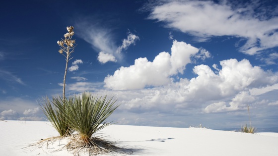 White Sand, New Mexico