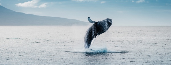 whale watching