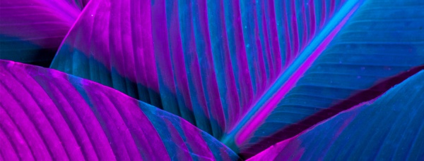 purple and blue palm leaves