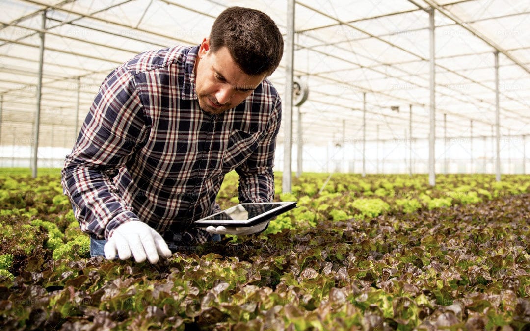 Could Agrivoltaics Change The Way We Grow Our Food & Revolutionize The Canadian Farming Industry?