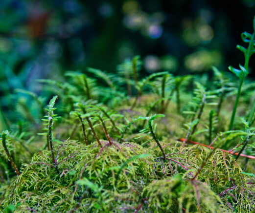 Bright green plants on a mossy log.