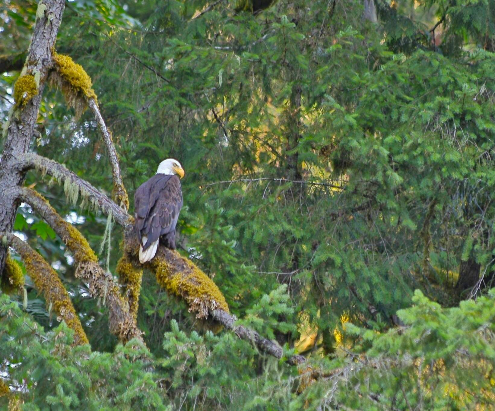 A bald eagle sits in a tree.