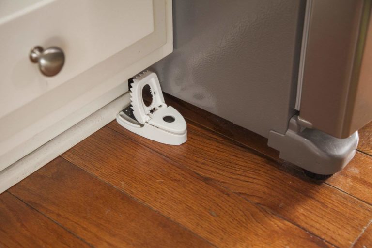 How to Keep Mice Out of Your RV The Ultimate Guide