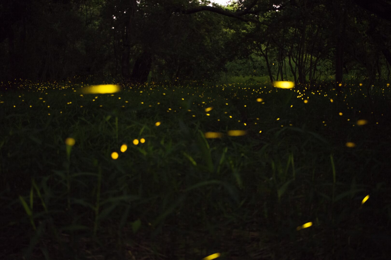 Fireflies at Great Smoky Mountains National Park