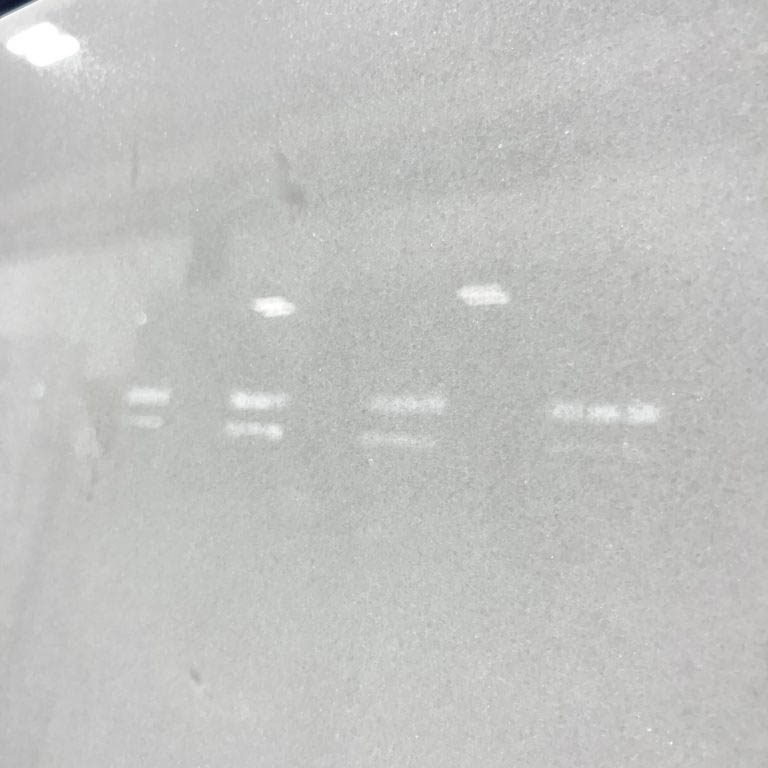 Popular Types of White Marble Used in Interior Design