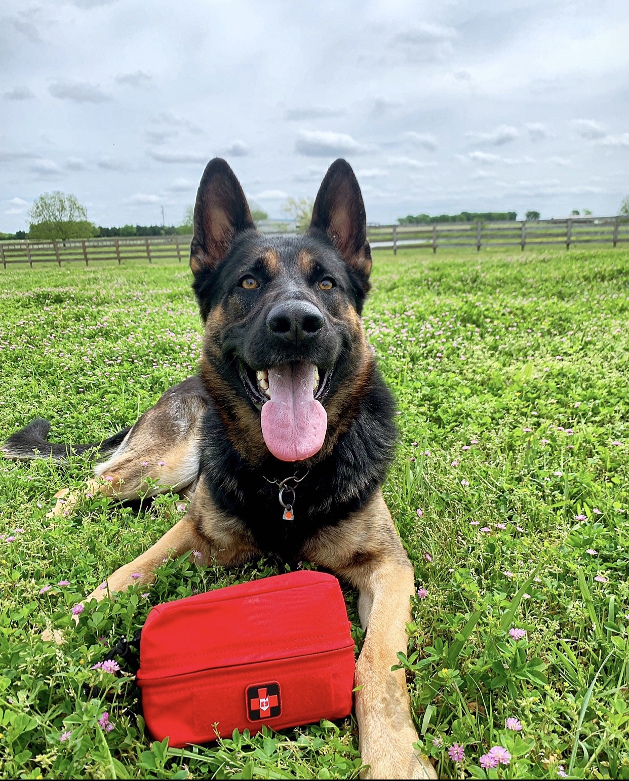 trikos-k9-first-aid-kit dog with trikos first aid kit