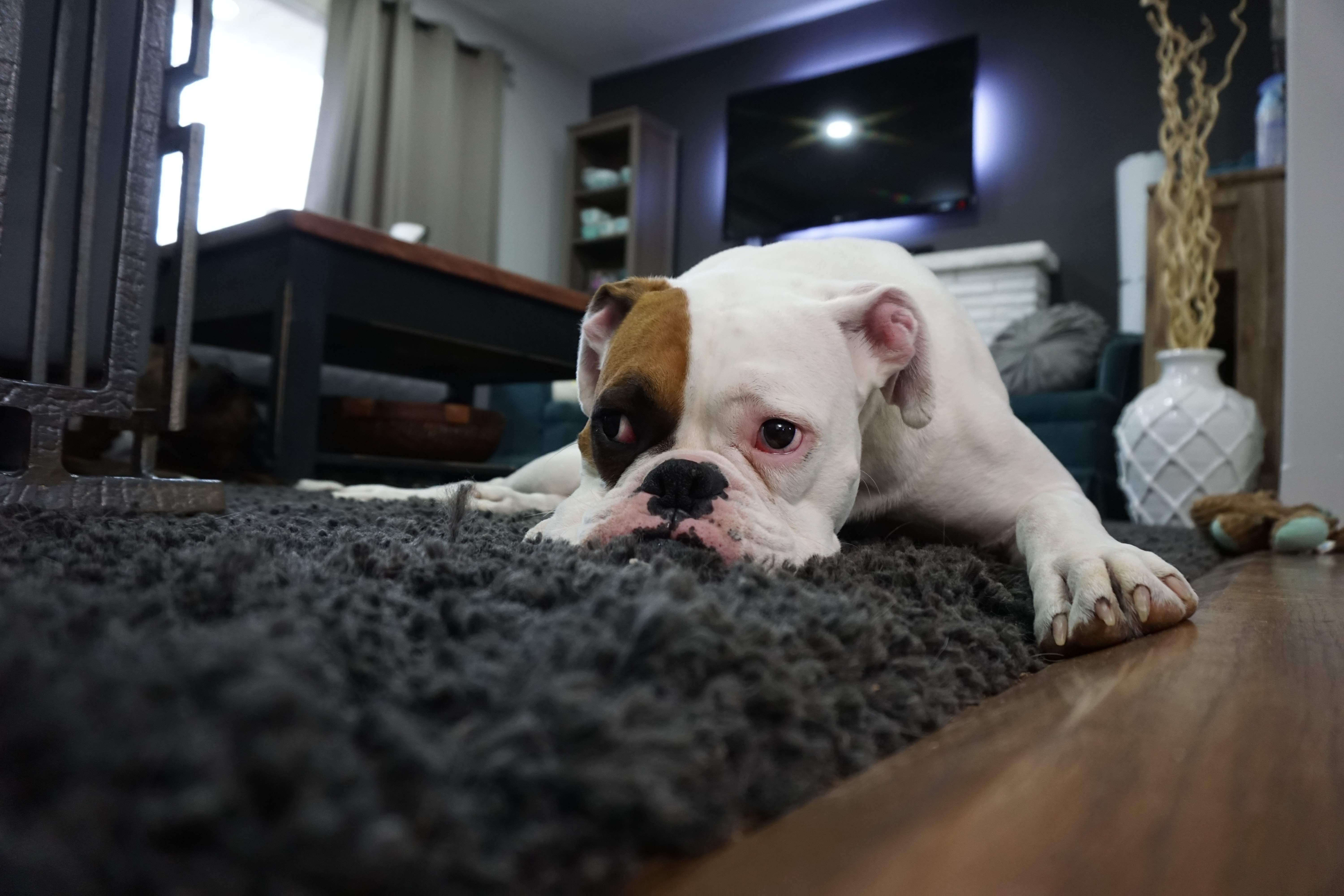 dog-on-floor dog on carpet