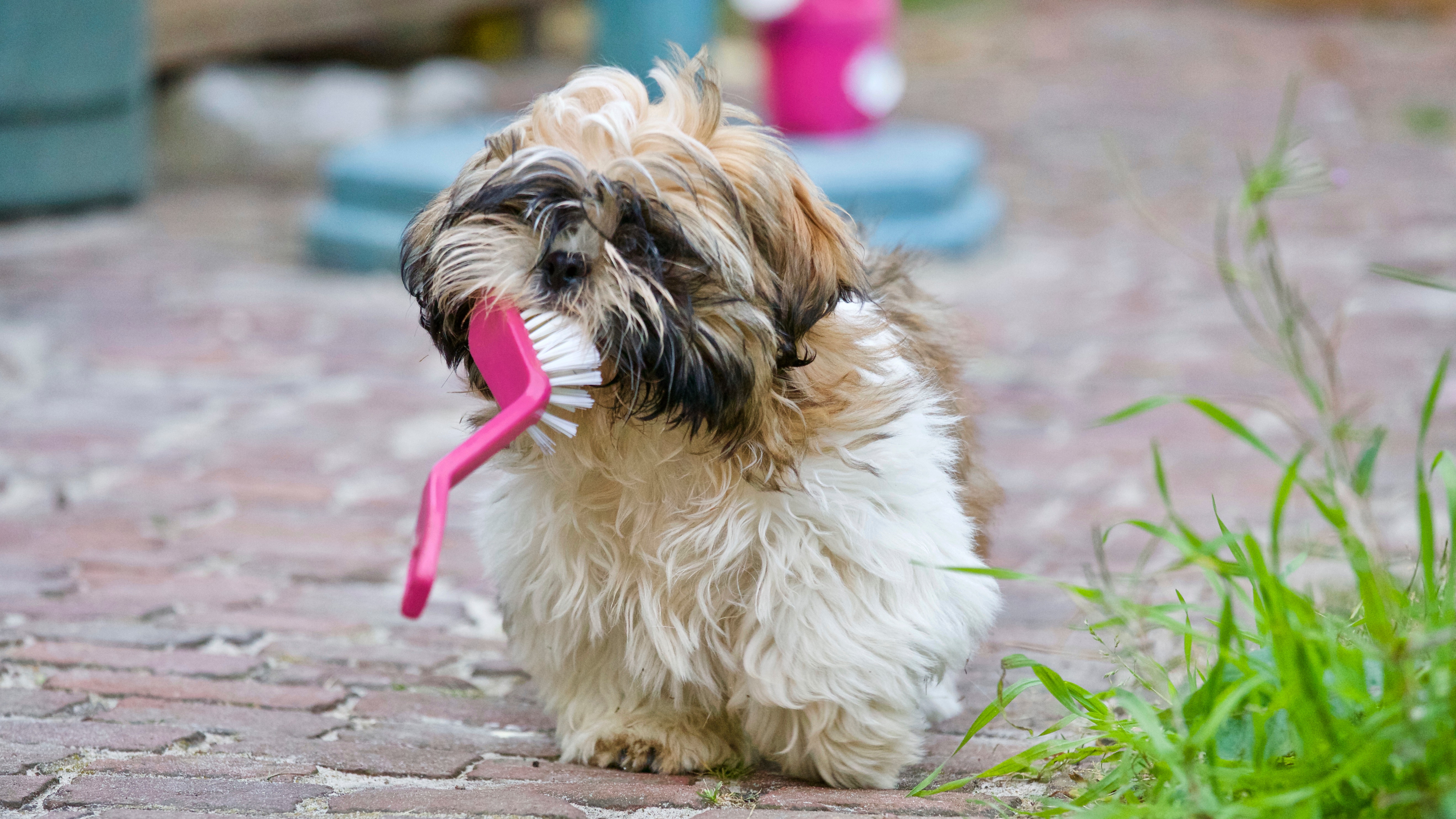 dog-with-brush dog outside carrying brush