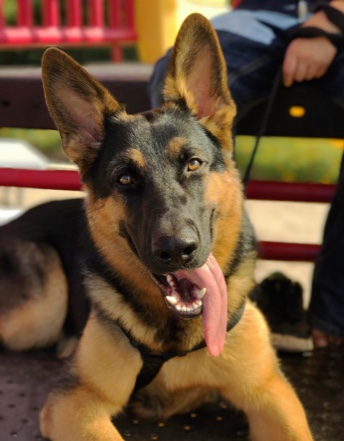 dog-with-tongue-out