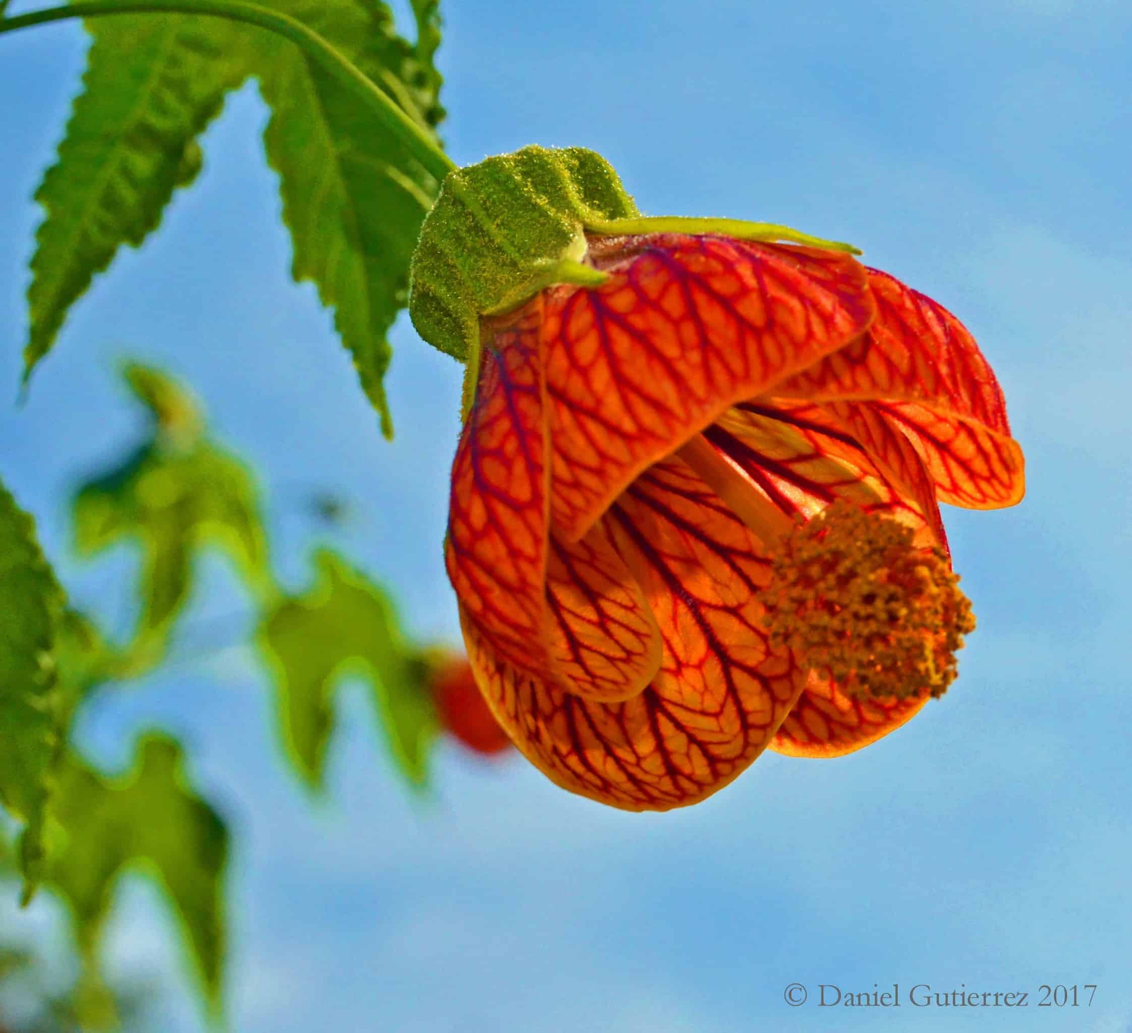 lovley flowers of peru the wellness universe