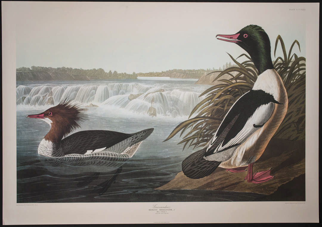 Birds of America Elephant FOLIO Blue Crane or Heron Audubon Ariel Press
