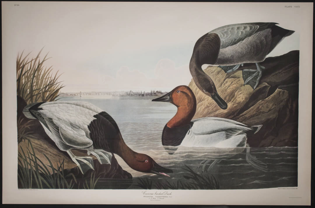 Audubon Ariel Press FOLIO American Flamingo Birds of America