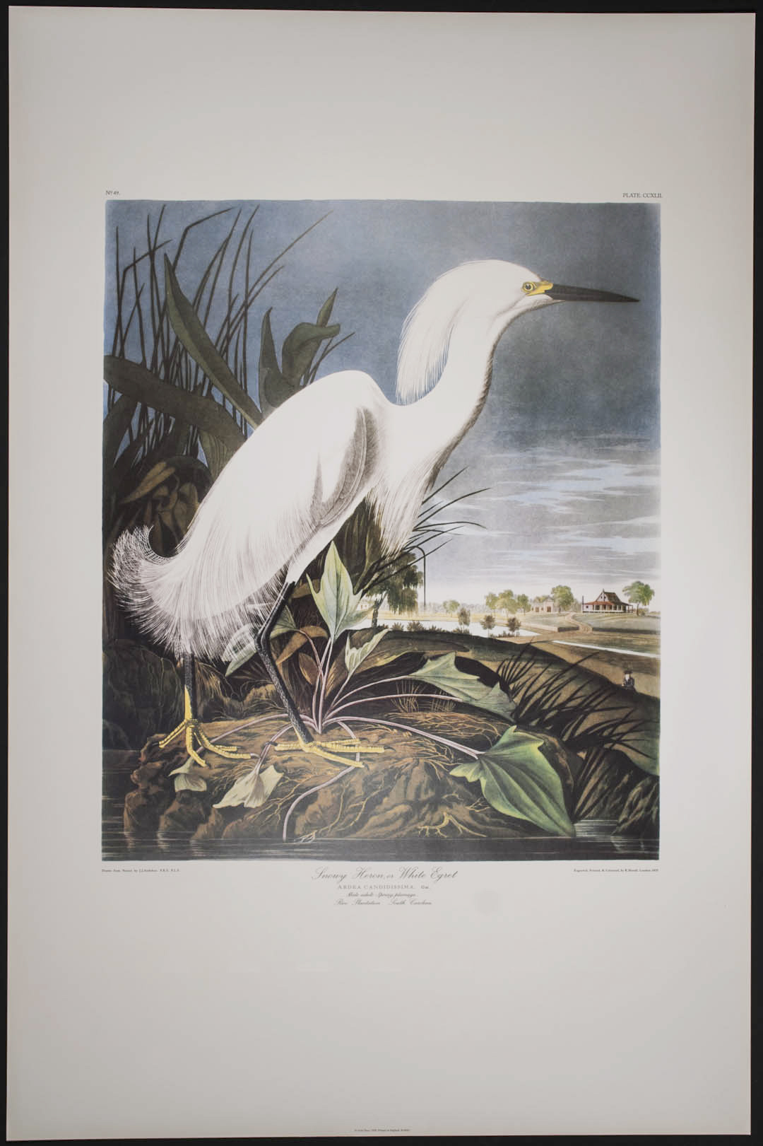 Common American Swan Ariel Press FOLIO Audubon Birds of America
