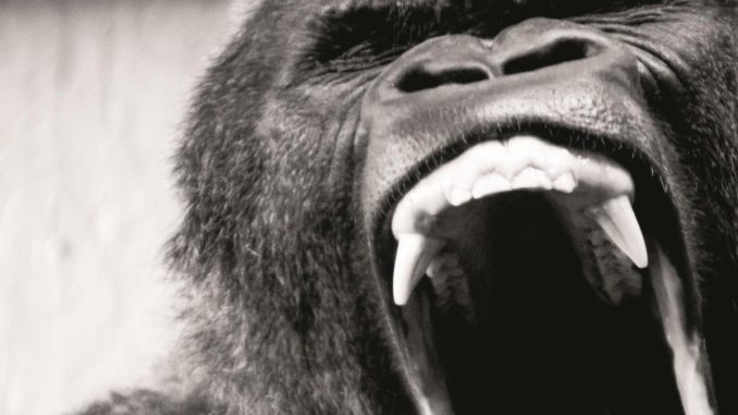 APE SHIFTER