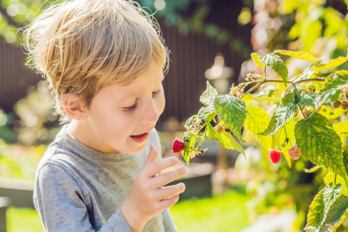 Kid Raspberry Sticky Fingers Cooking