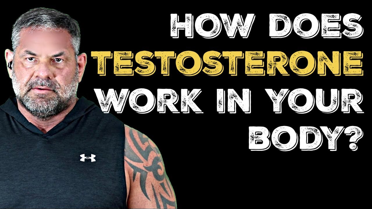 How Does Testosterone Work In Your Body?