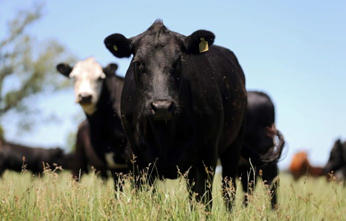 Cows graze in a farm near Chascomus