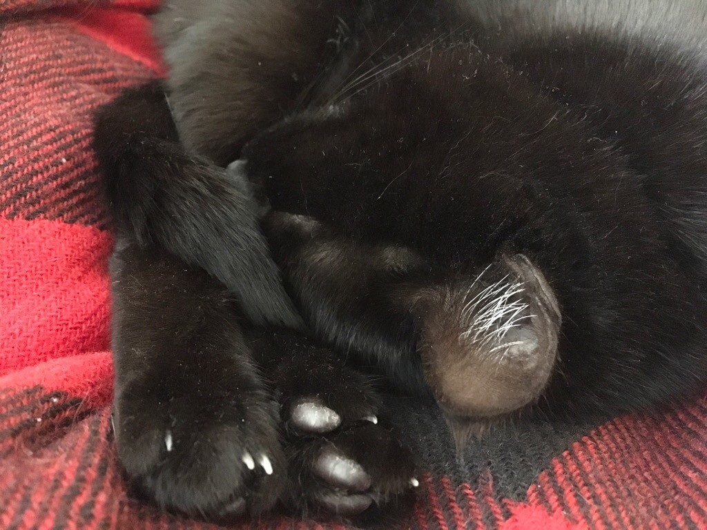black cat toe beans