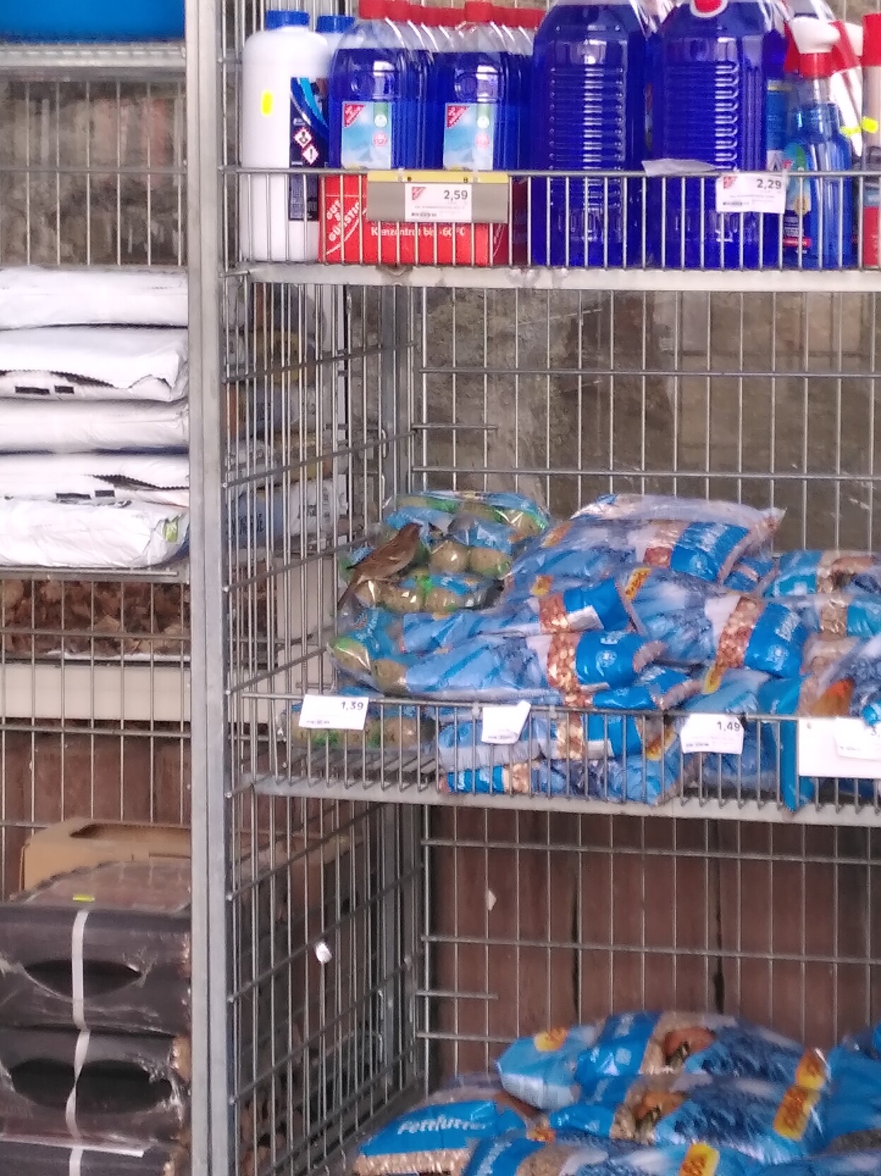 An outdoor supermarket rack with various bird food products. A sparrow is pecking at one of the packages; they know how to peck open the wrappers.