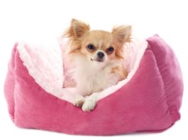 17 Best Dropshipping Niches Want to start your own online store? Want a good niche for dropshipping? From pet accessories to watches to lingerie, find out what made our list!