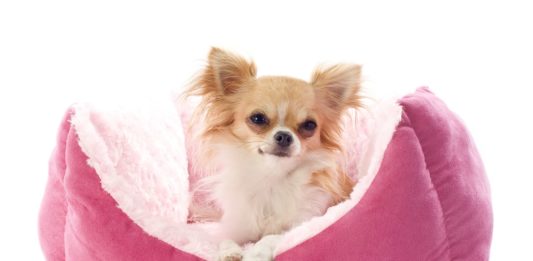 17 Best Dropshipping Niches Want to start your own online store? Want a good niche for dropshipping? From pet accessories to watches to lingerie, find out what made our list!