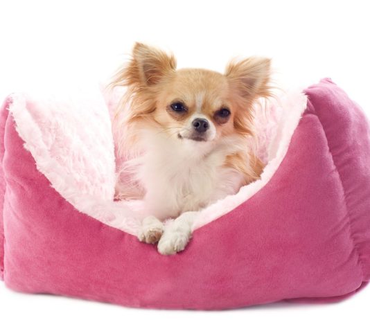 17 Best Dropshipping Niches Want to start your own online store? Want a good niche for dropshipping? From pet accessories to watches to lingerie, find out what made our list!