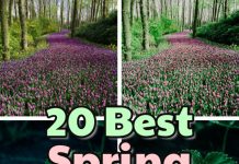 20 Best Spring Lightroom Presets 20 best spring Lightroom presets for mobile and desktop