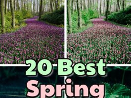 20 Best Spring Lightroom Presets 20 best spring Lightroom presets for mobile and desktop
