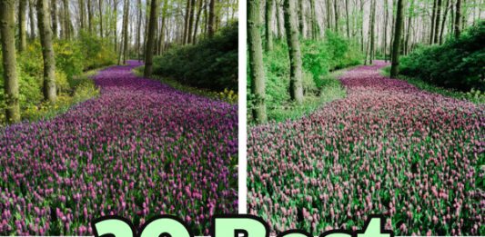 20 Best Spring Lightroom Presets 20 best spring Lightroom presets for mobile and desktop