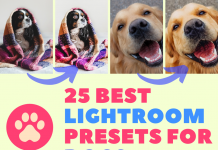 25 Best Lightroom Presets for Dogs Best Lightroom Presets For Dogs Photography