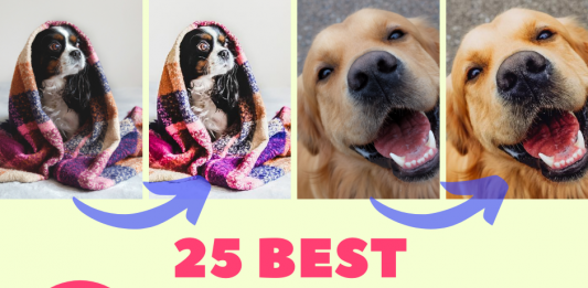 25 Best Lightroom Presets for Dogs Best Lightroom Presets For Dogs Photography