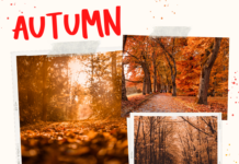 Top 100 Best Fall Presets for Lightroom Autumn Best Lightroom Presets for Fall Season Photography