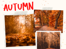 Top 100 Best Fall Presets for Lightroom Autumn Best Lightroom Presets for Fall Season Photography