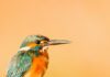 Best Lightroom Presets for Birds & Best Bird Overlays Bird photo with orange background, which has been edited using a Lightroom mobile preset