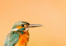 Best Lightroom Presets for Birds & Best Bird Overlays Bird photo with orange background, which has been edited using a Lightroom mobile preset