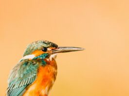 Best Lightroom Presets for Birds & Best Bird Overlays Bird photo with orange background, which has been edited using a Lightroom mobile preset