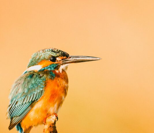 Best Lightroom Presets for Birds & Best Bird Overlays Bird photo with orange background, which has been edited using a Lightroom mobile preset