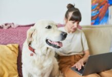 Top 65 Best Shopify Pet Store Themes Top Shopify pet store themes