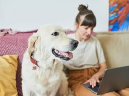 Top 65 Best Shopify Pet Store Themes Top Shopify pet store themes