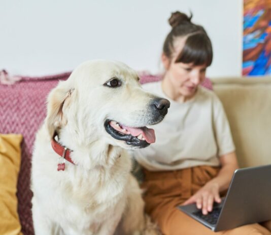 Top 65 Best Shopify Pet Store Themes Top Shopify pet store themes