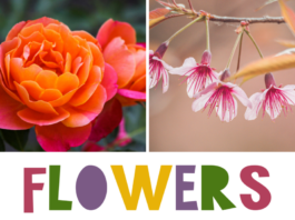 Top 40 Best Lightroom Presets for Flowers 40 Best Flowers Lightroom Presets, with 4 examples of flower photos edited using mobile presets