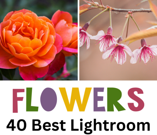 Top 40 Best Lightroom Presets for Flowers 40 Best Flowers Lightroom Presets, with 4 examples of flower photos edited using mobile presets