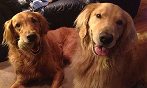 Garrys-Golden-Retrievers